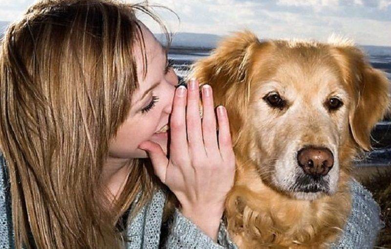 Как понять язык собаки? | сайт о маленьких собачках и не только