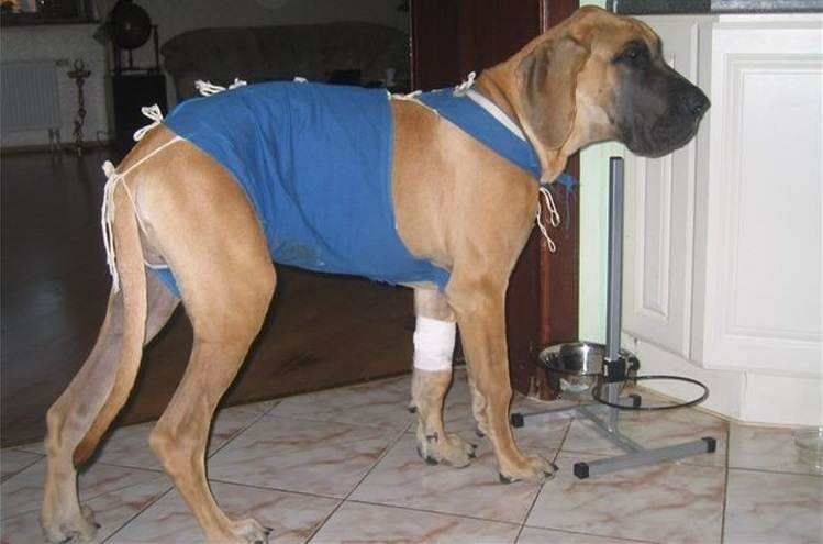 Реабилитация собаки после стерилизации