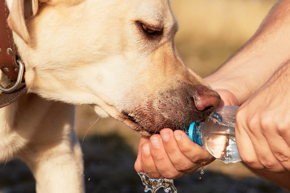 Собака пьет много воды: причина