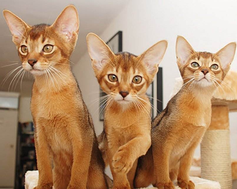 Уход и содержание за абиссинской породой кошки: особенности быта