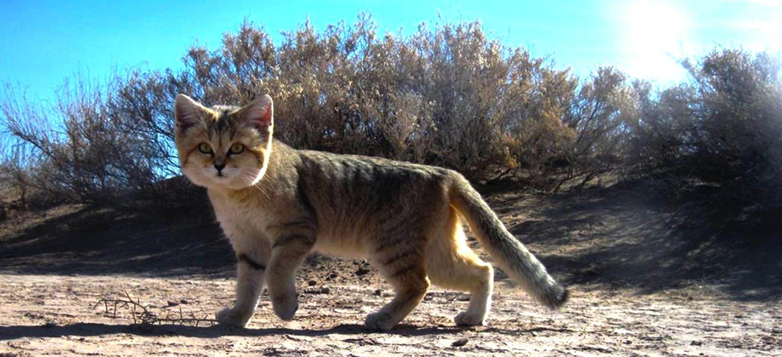 Барханный кот – житель пустыни