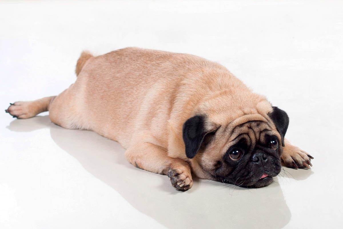 Породы собак, склонные к ожирению