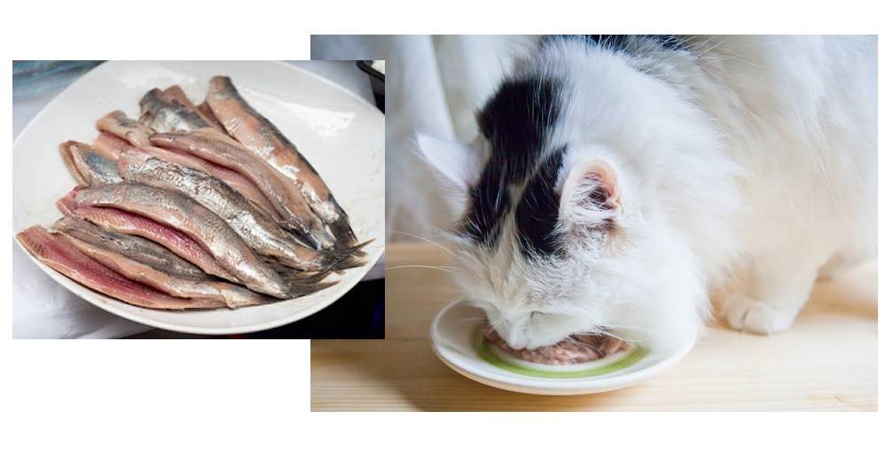 Можно ли кастрированному коту давать рыбу