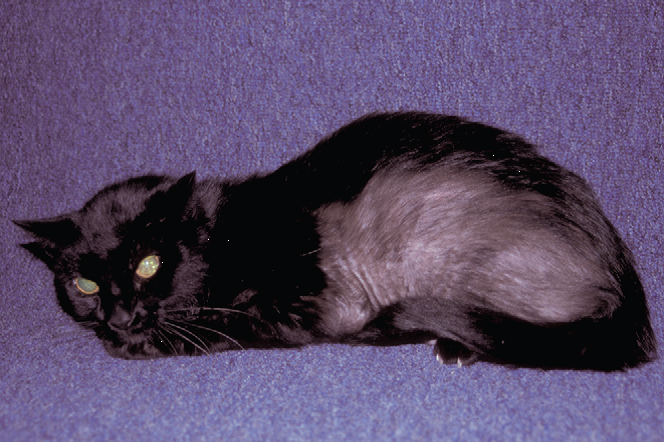 Блошиный дерматит у кошек — симптомы, лечение, отзывы, фото