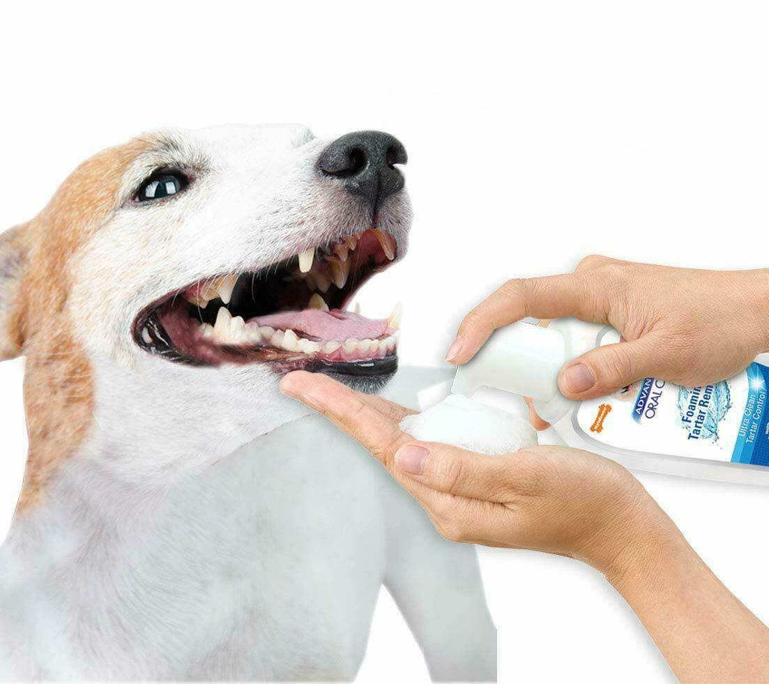 Как и чем почистить зубы собаке в домашних условиях: советы, рекомендации. как ухаживать за зубами собаки, как часто нужно чистить зубы собаке? как приучить взрослую собаку чистить зубы?