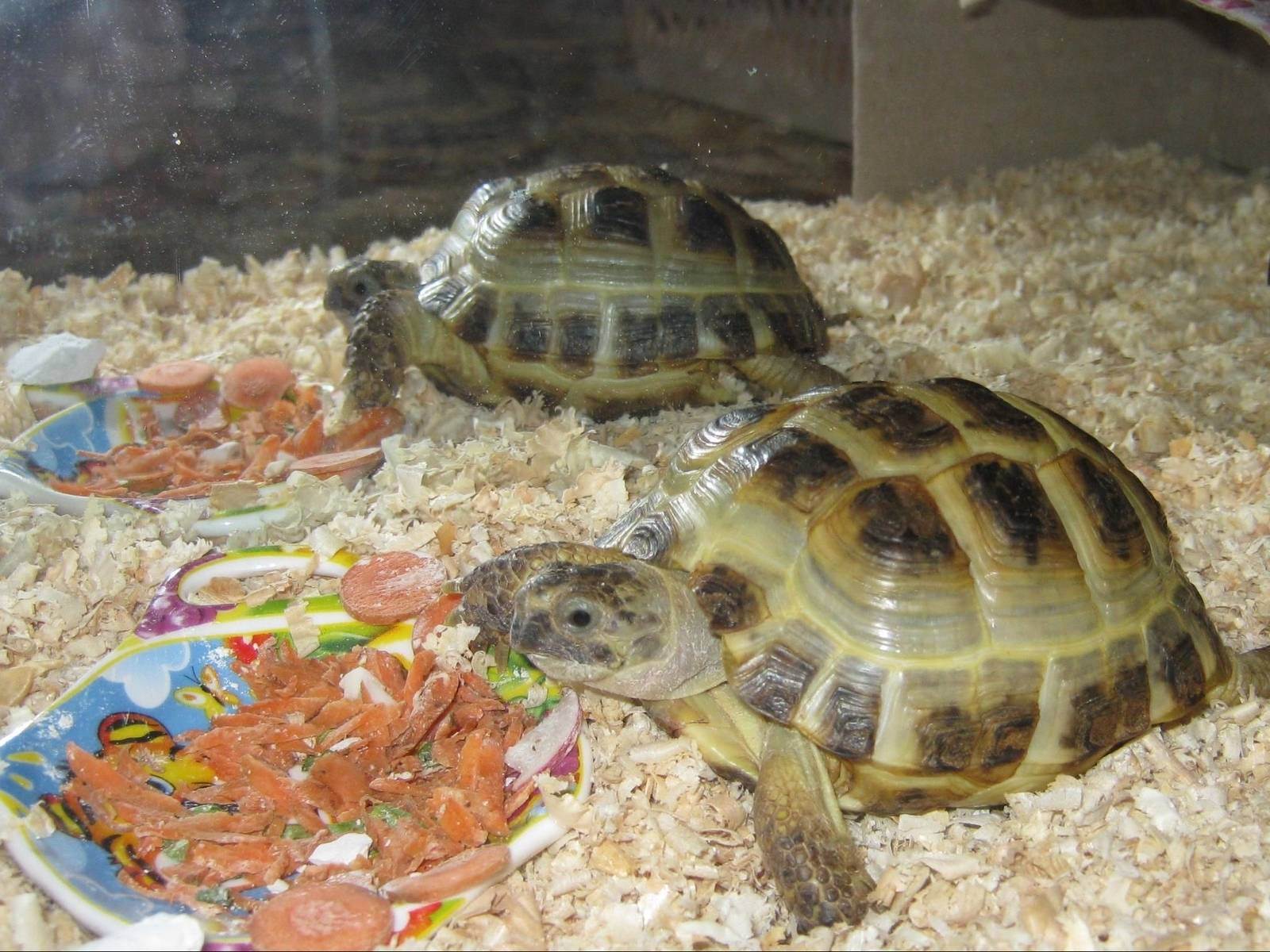 Сухопутная среднеазиатская черепаха: содержание в домашних условиях