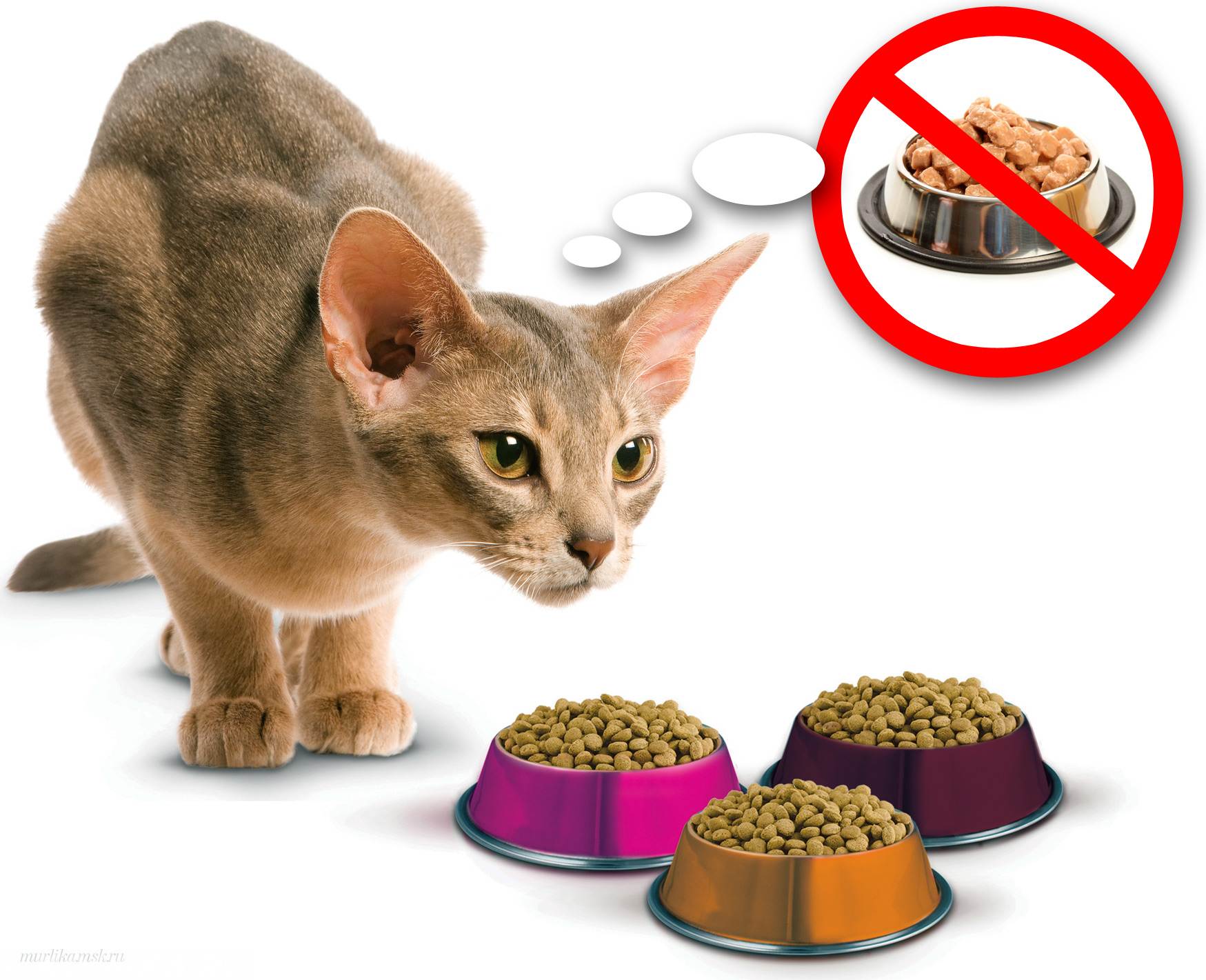 Как откормить кота или кошку: чем кормить животное для набора веса и как избежать ожирения