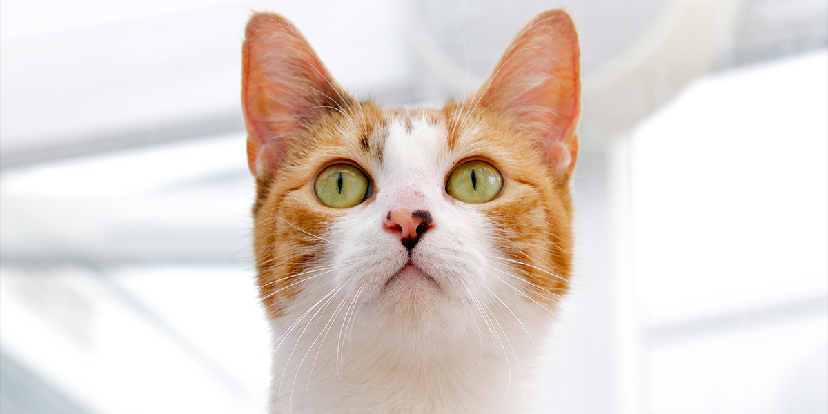 Лимфома у кошек: прогнозы выживаемости для животных с опухолью и описание заболевания