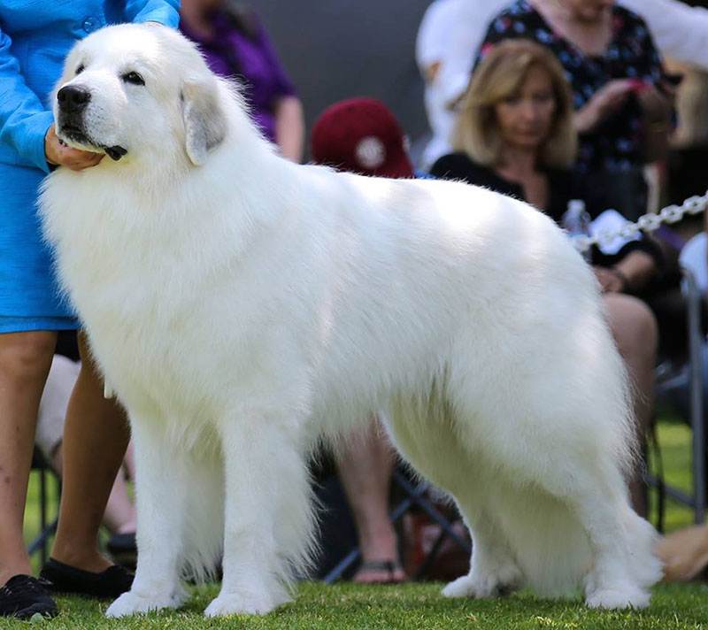 Пиренейская горная собака: фото и описание породы, характер большой пиренейской горной собаки