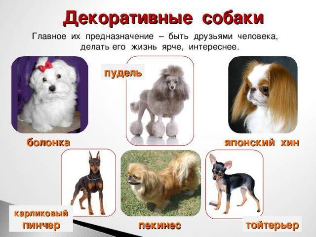 Все породы собак: описания, названия и фотографии