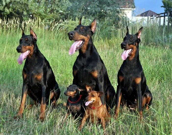 Австрийский пинчер: описание породы собак с фото и видео