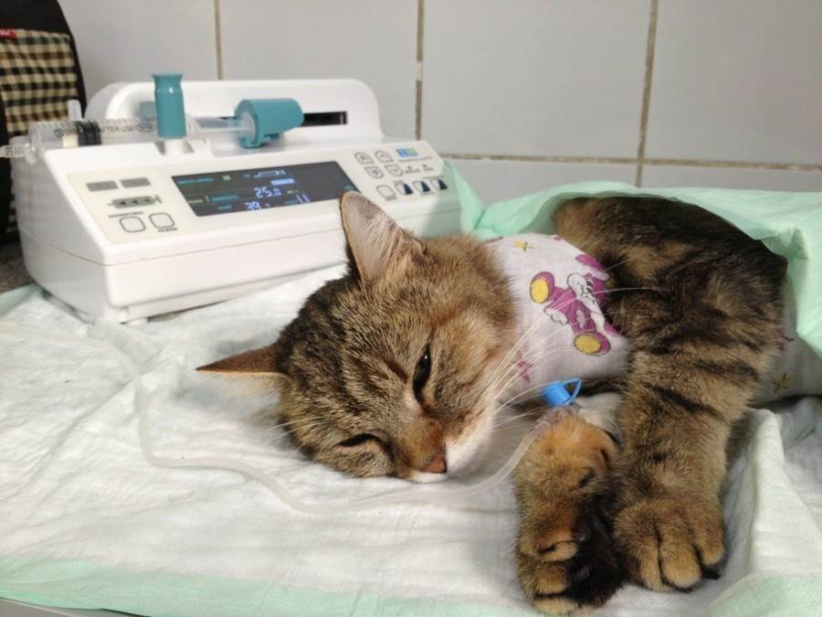 Чумка у кошки. 12 самых явных симптомов панлейкопении