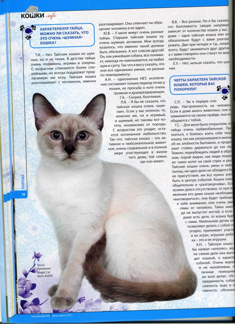 Сиамские кошки: описание породы, характер, здоровье