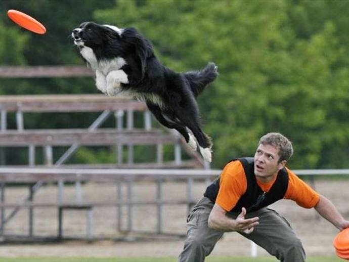 Как отучить щенка прыгать на людей?