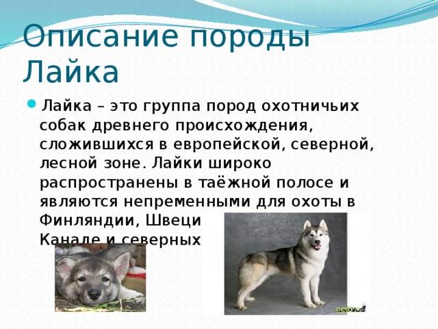 ᐉ восточно сибирская лайка описание породы – всл выбор щенка - zoomanji.ru
