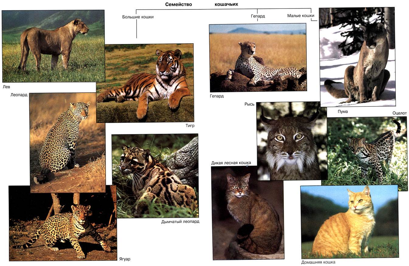Дикие кошки: ареал обитания, размножение, названия видов, фото представителей хищного семейства кошачьих, разновидности хищников