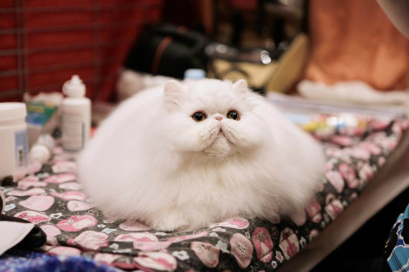 Самые красивые кошки в мире: смотрите рейтинг самых милых пород