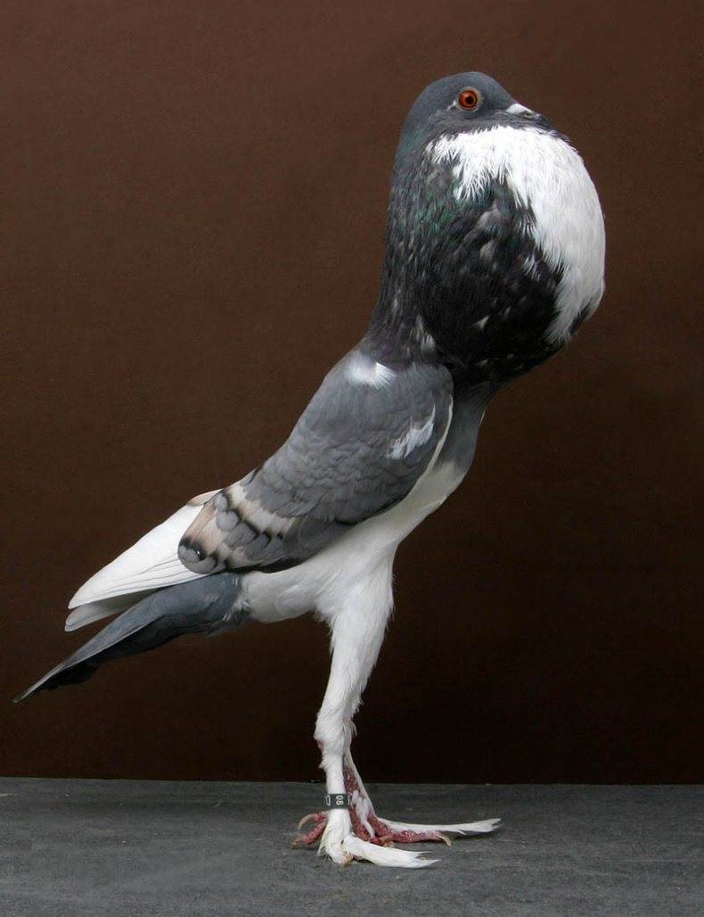 Породы голубей: описания 50 лучших и сколько видов существует в мире
