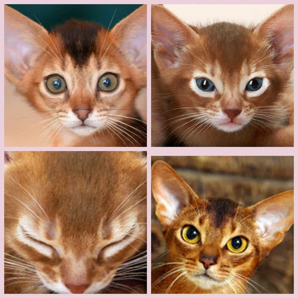 Как назвать котенка - мальчика или девочку - по окрасу, характеру, гороскопу и не только | сайт о домашних животных