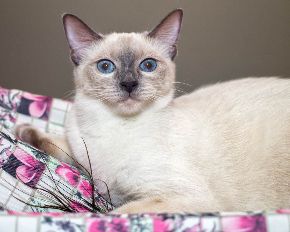 Тайская кошка - фото, описание породы и характера