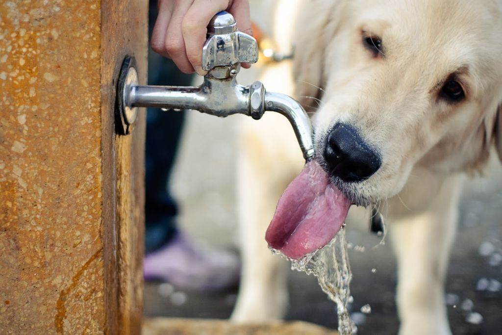 7 причин почему собака много пьет воды - возможные заболевания