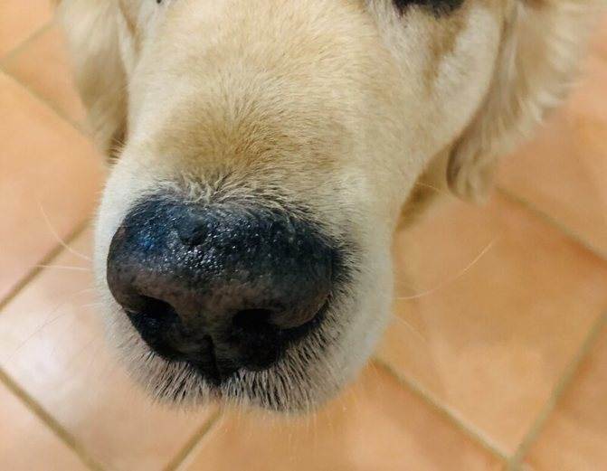 Сухой нос у щенка
