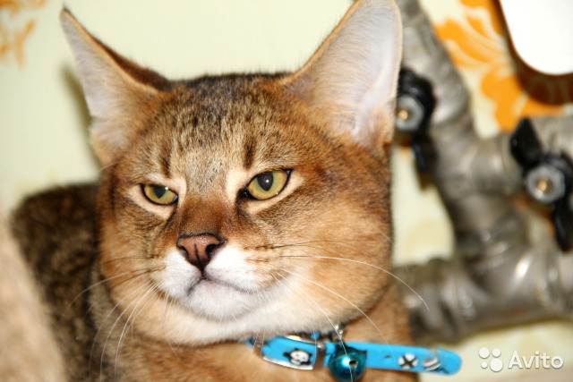 Чаузи: история порорды, внешность, характер и условия содержания кошки | ваши питомцы