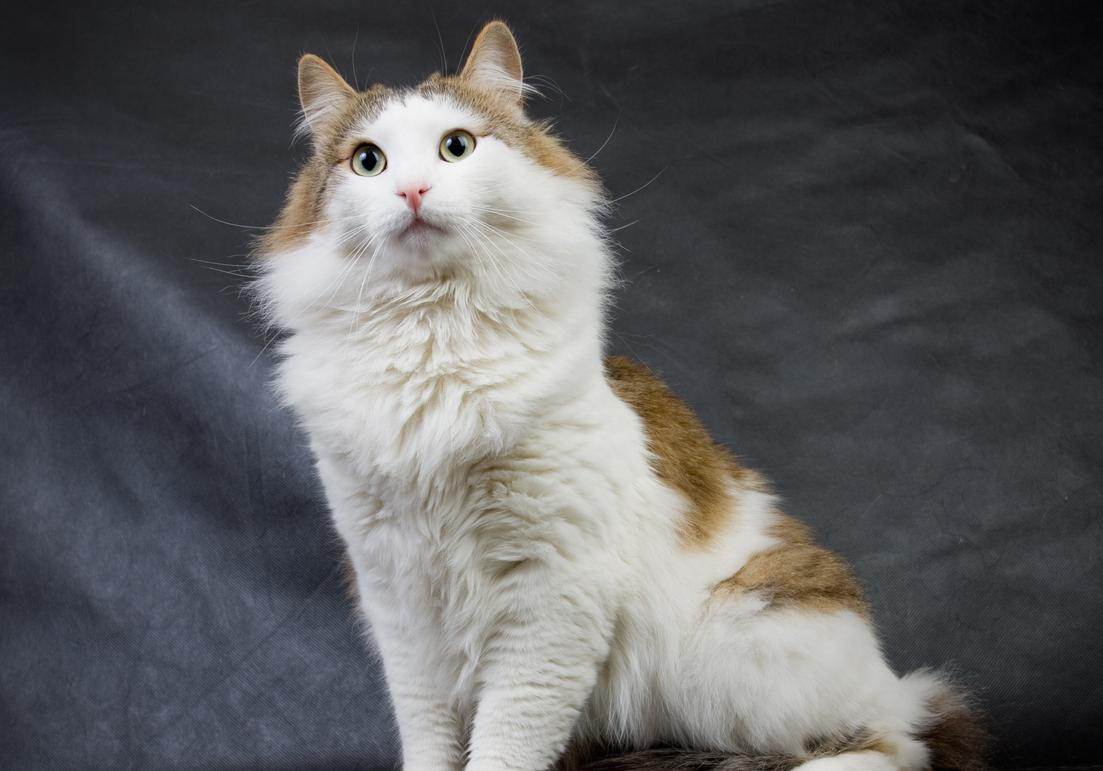 Порода кошек рагамаффин фото описание породы