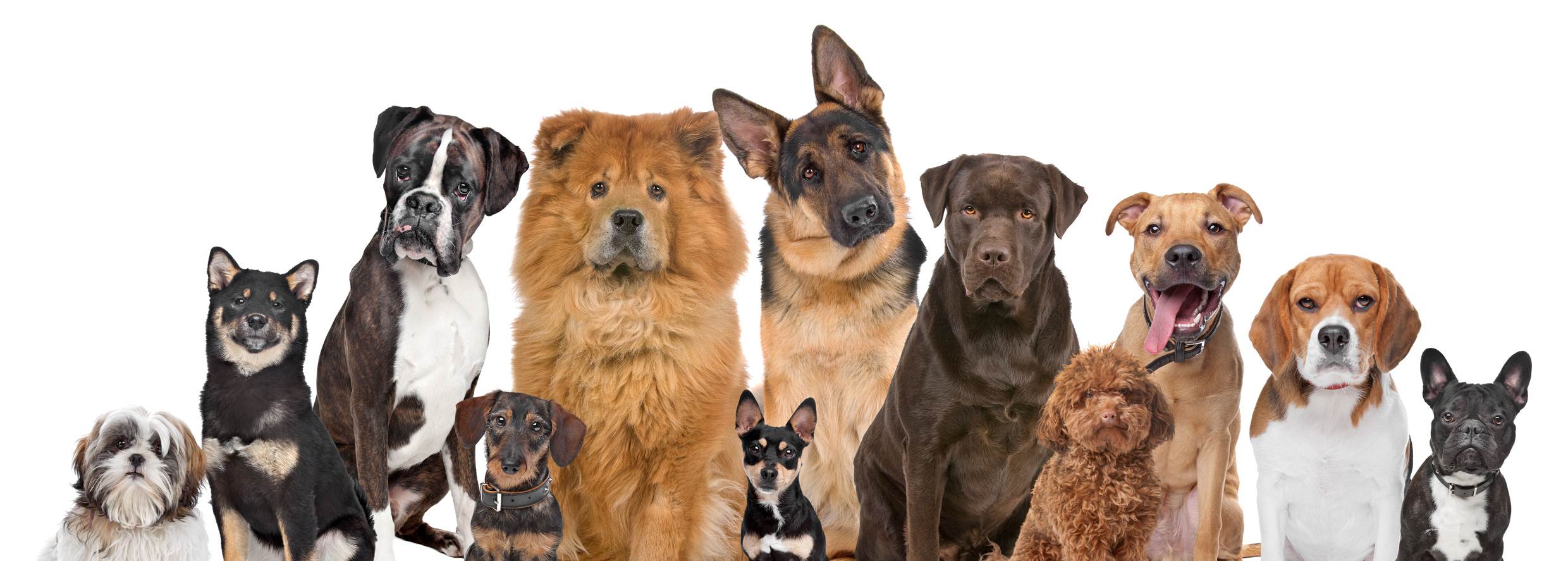 Волкодавы — фото, какие это породы собак, как они выглядят и почему причисляются к этой группе