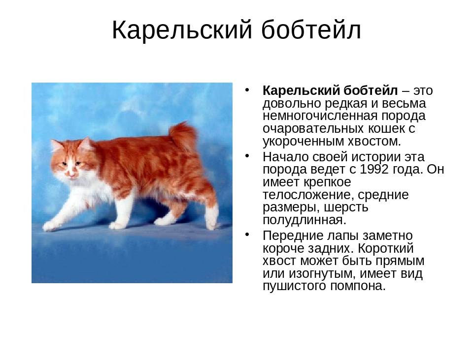 Кошка бобтейл: особенности содержания и фото уникальной породы
