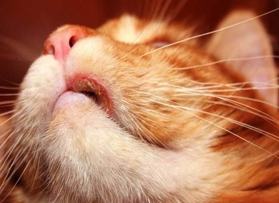 Почему появляются болячки на морде у кошки?
