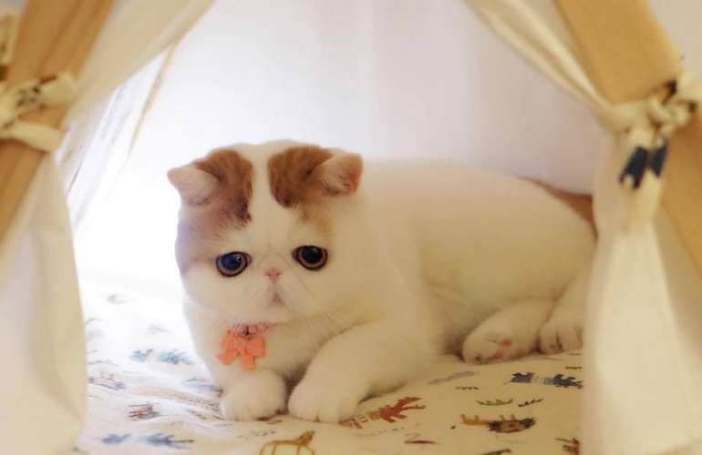 Экзот, или экзотический короткошерстный кот: что за порода кошек, отзывы; экзотическая короткошерстная кошка от носа до хвоста