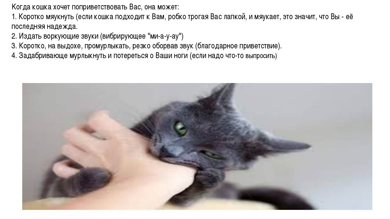 Почему котенок постоянно мяукает, а кошка орёт: причины, что делать