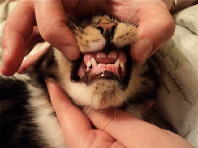 Сколько зубов у взрослой кошки или кота