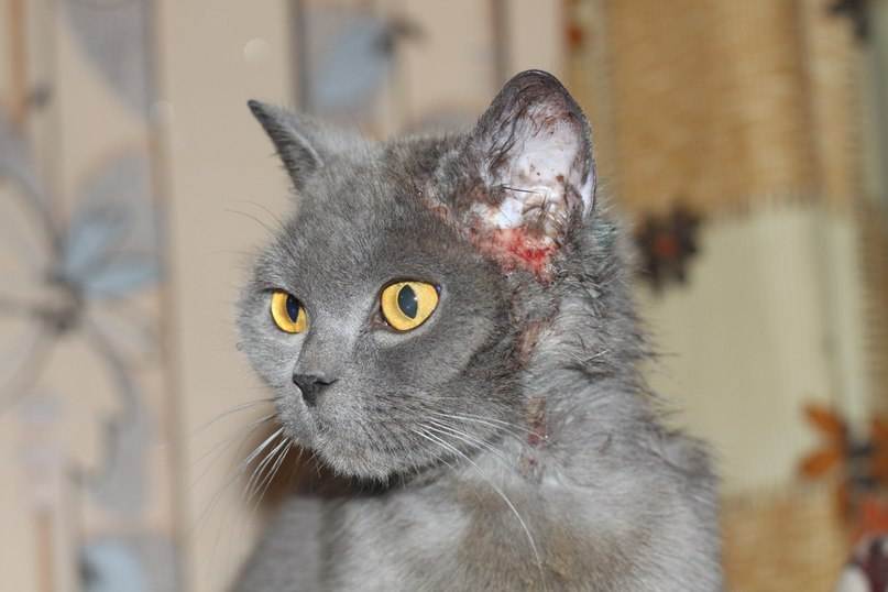 Дерматит у кошек: симптомы с фото, лечение в домашних условиях