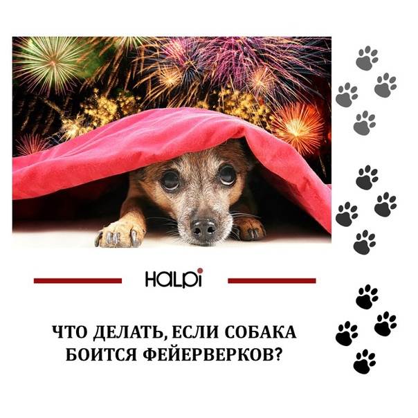ᐉ как успокоить собаку во время грозы - ➡ motildazoo.ru