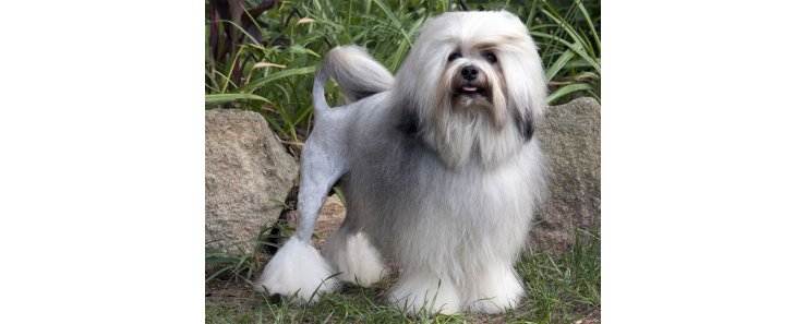Вольфшпиц — 120 фото породы, характер собаки и подробное описание питомца