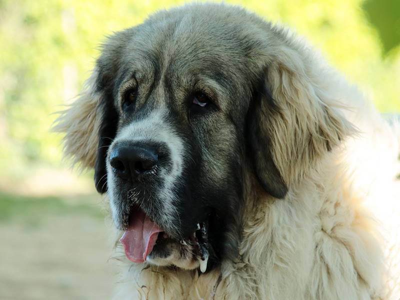 Как выглядит тибетский мастиф: фото собак, описание стандарта, породные разновидности и варианты окрасов
