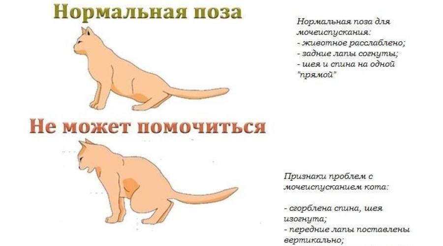 Кот не может пописать [пошагово что делать и профилактика] - kotiko.ru