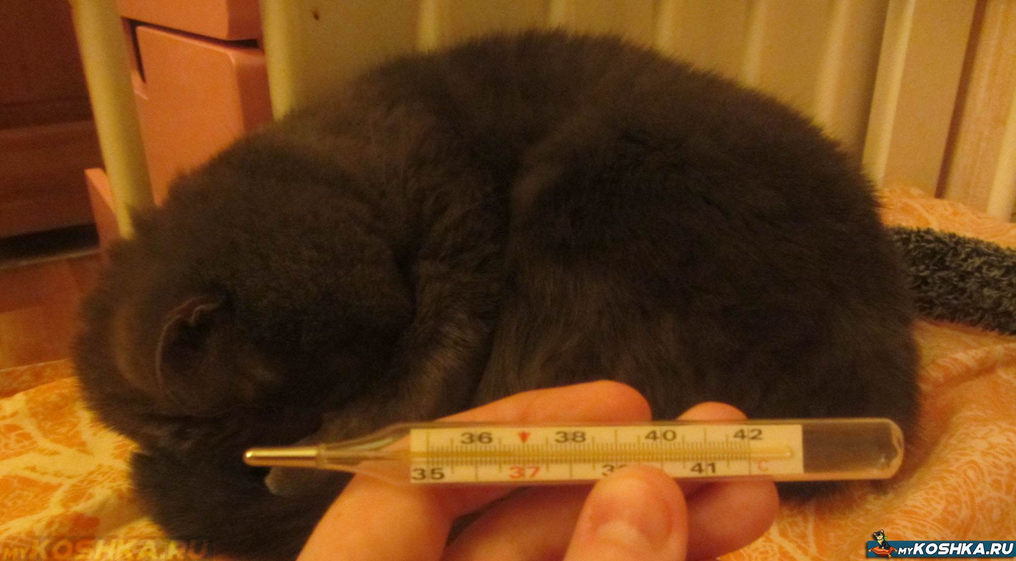 Как измерить температуру котенку?