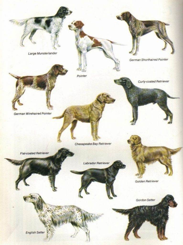 Лучшие собаки-охотники: рейтинг пород, виды и названия охотничьих пород