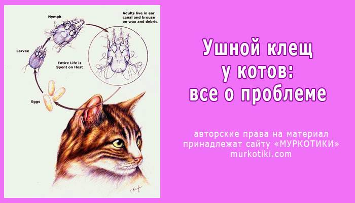 Ушной клещ у кошек: что за болезнь и чем лечить | блог ветклиники "беланта"