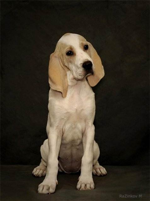 Порселен (фарфоровая гончая): описание породы собак с фото, видео
