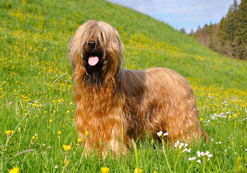 Бриар (порода собак) — фото, описание, характер и особенности содержания французской овчарки