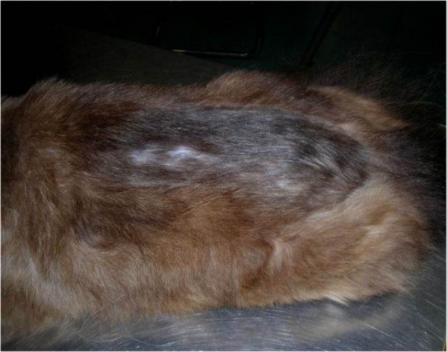 Блошиный дерматит у кошек | лечение, симптомы, фото, чем лечить