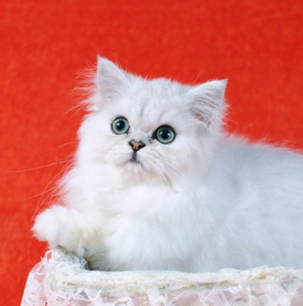 Персидская шиншилла: описание породы и характера кошек