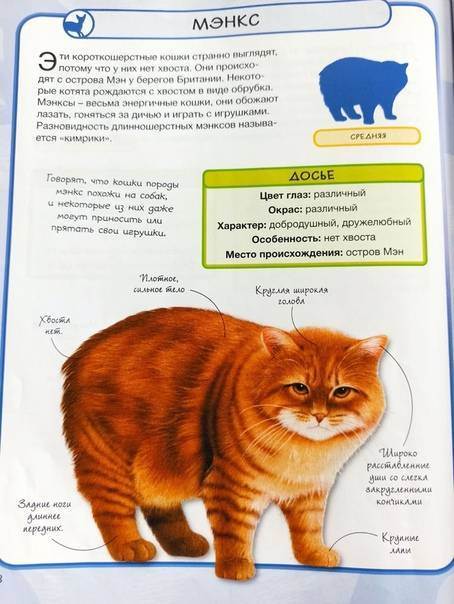 ᐉ немецкий рекс - описание пород котов - ➡ motildazoo.ru