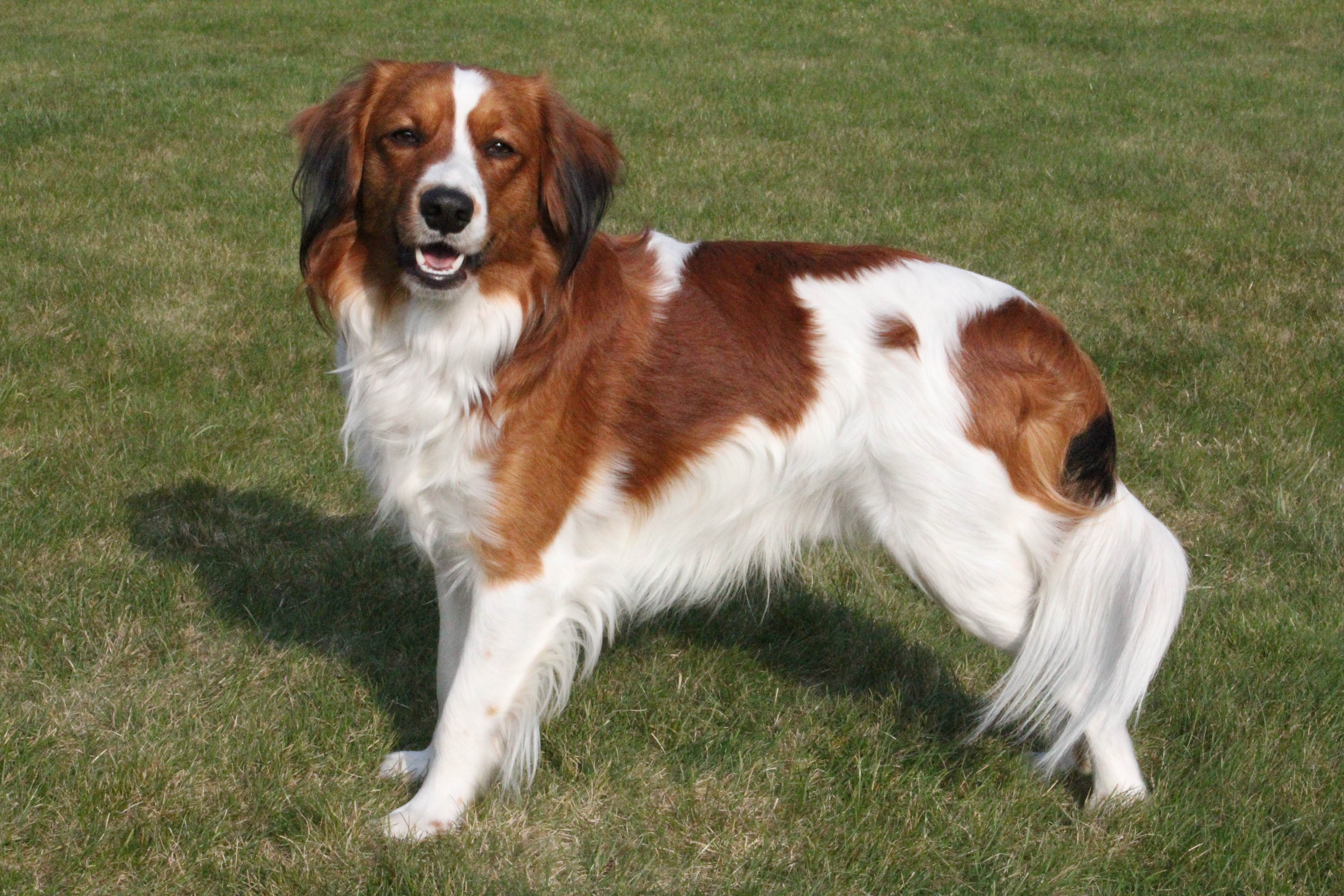 Коикерхондье: характеристики породы собаки, фото, характер, правила ухода и содержания