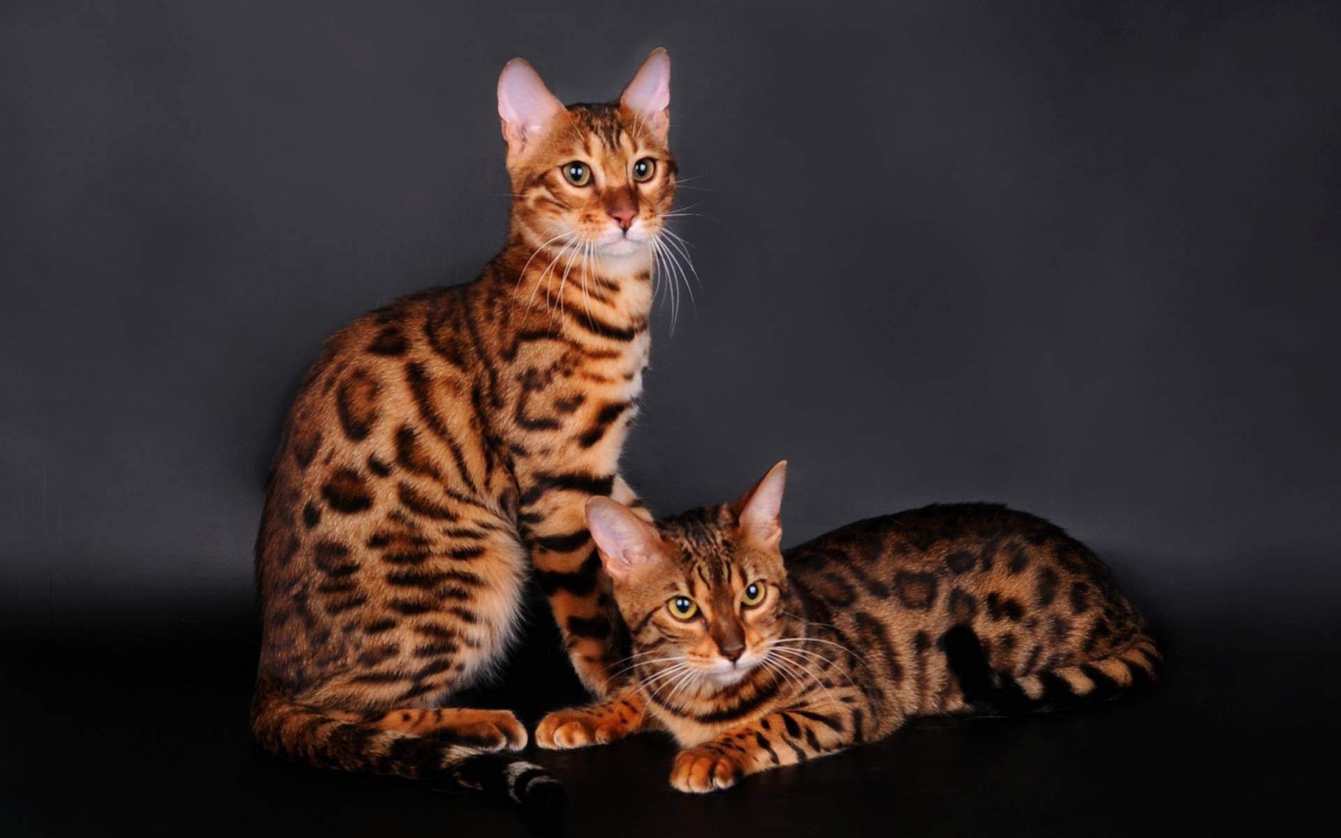 Пятнистые кошки: топ 20 пород, похожих на леопарда, 50 фото