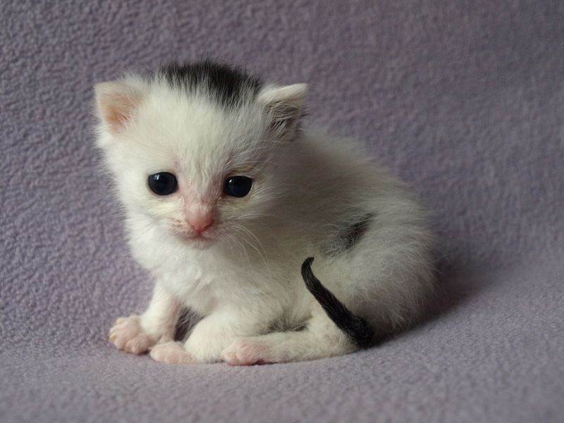 Маленькие кошки купить. Маленький котенок. Малюсенькие котята. Крошечный котенок. Очень маленькие котята.